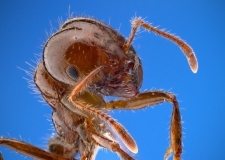 Pest-Control---Termite-Specialist