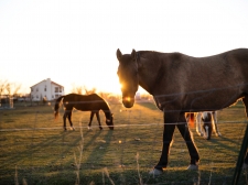 Hinterland-Agricultural-Powerhouse